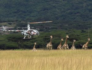 ZAR Aviation Giraffe Capture 04