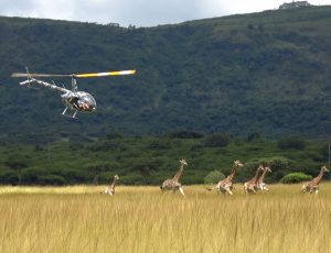 ZAR Aviation Giraffe Capture 05