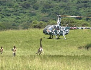 ZAR Aviation Giraffe Capture 09