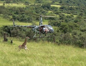 ZAR Aviation Giraffe Capture 10