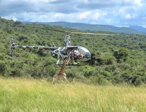 ZAR Aviation Giraffe Capture 11